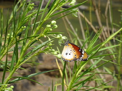 Danaus chrysippus alcippus