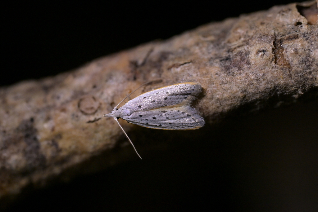 Paramorpha