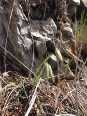 Bromus squarrosus