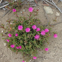 Lampranthus pauciflorus