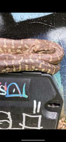 Centralian Carpet Python sighting