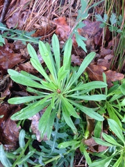 Alyssoides utriculata