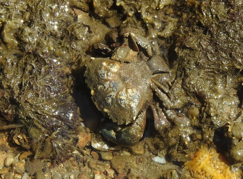 African Mud Crab