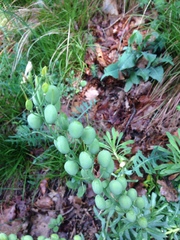 Alyssoides utriculata