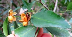 Maytenus acuminata acuminata