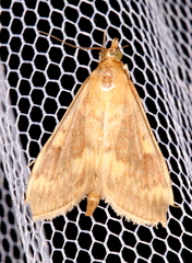 Ostrinia