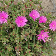 Lampranthus pauciflorus