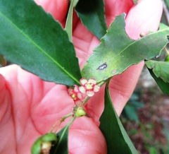 Maytenus acuminata acuminata