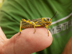 Diponthus pycnostictus