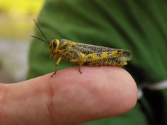 Diponthus pycnostictus