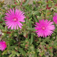 Lampranthus pauciflorus
