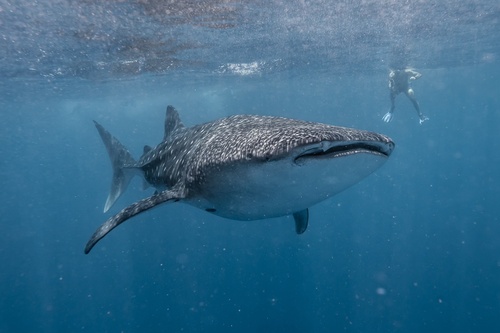 Whale shark