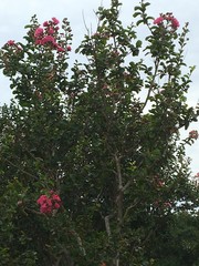 Lagerstroemia indica