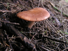 Rhodocybe piperita