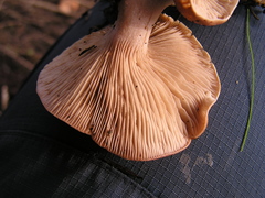 Rhodocybe piperita