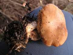 Rhodocybe piperita