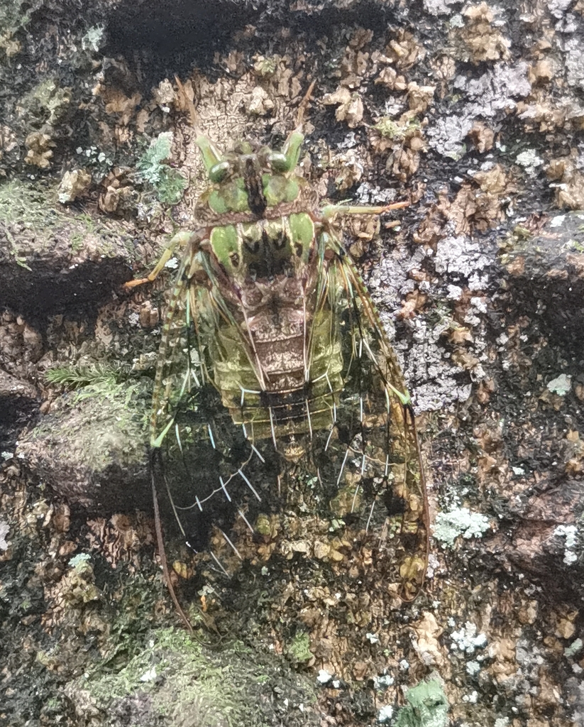 Versicolora bellula