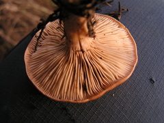 Rhodocybe piperita