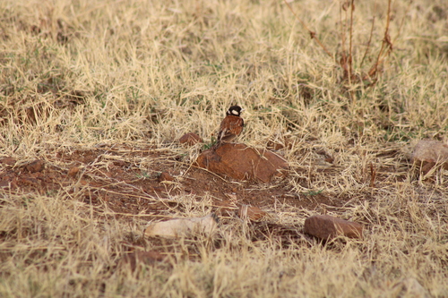 Chestnut-backed Sparrow-Lark