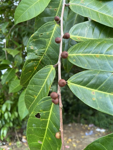 Ficus tinctoria observed 2024-07-23