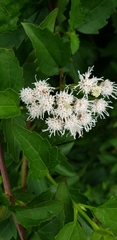 Ageratina havanensis