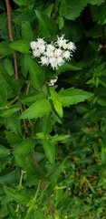 Ageratina havanensis
