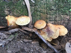 Gymnopilus palmicola