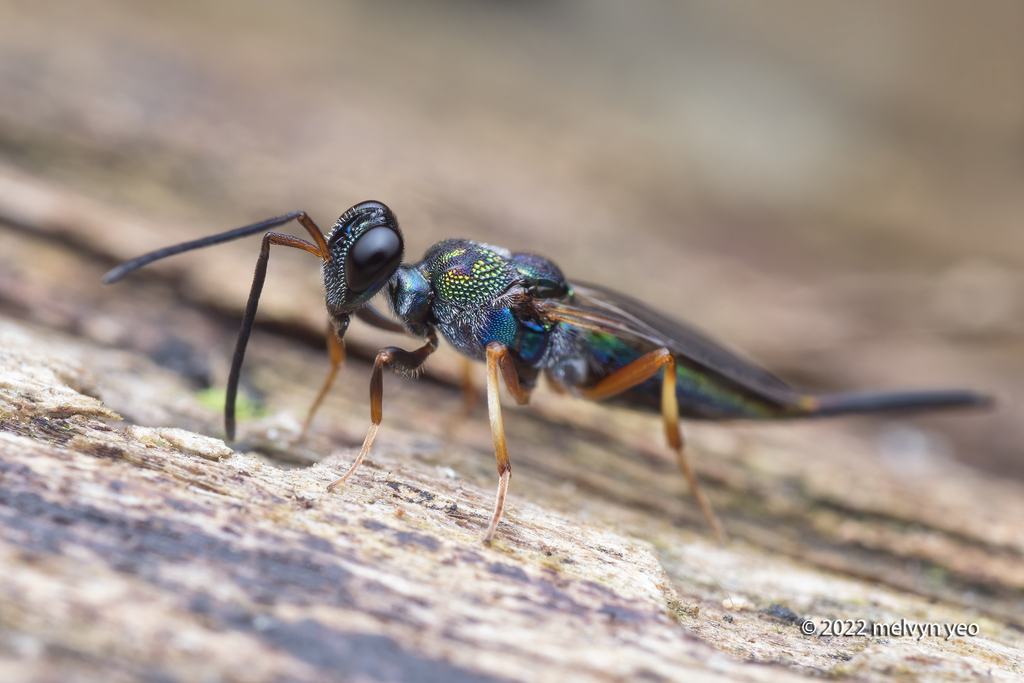 Balcha in March 2022 by Melvyn Yeo · iNaturalist