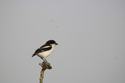 East African Fiscal Shrike