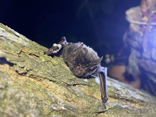 Japanese Barbastelle (Barbastella pacifica) — Data Deficient Mammalia
