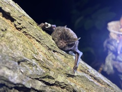 Japanese Barbastelle photo 2