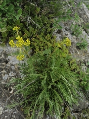 Patrinia intermedia