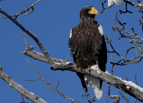 Steller's Sea-Eagle