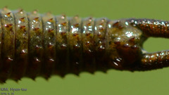 Triops longicaudatus