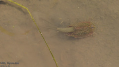 Triops longicaudatus