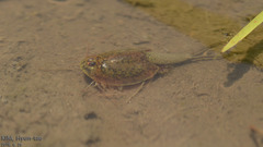 Triops longicaudatus