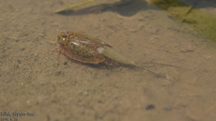 Triops longicaudatus