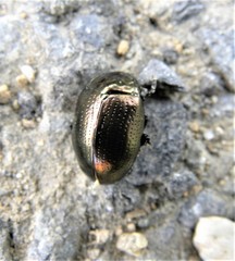 Chrysolina oricalcia