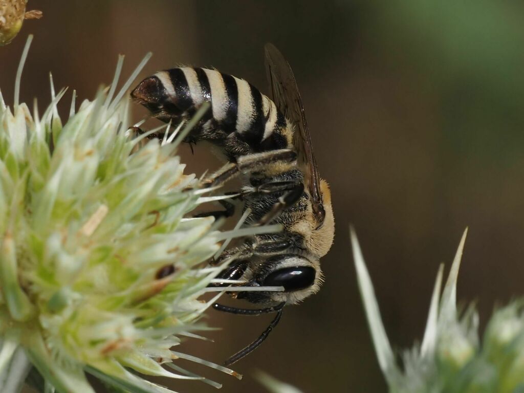 Hylaeiform Cellophane Bee