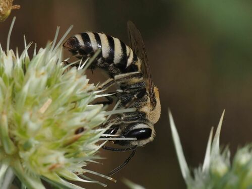 Hylaeiform Cellophane Bee