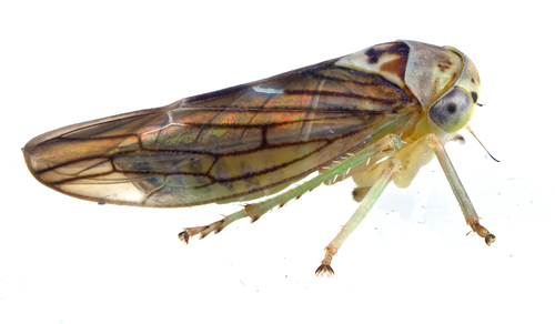 Populicerus formosus