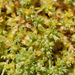 Scleranthus annuus polycarpos - Photo (c) 103917170835602529469, algunos derechos reservados (CC BY-NC), subido por 103917170835602529469