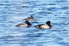 Aythya marila