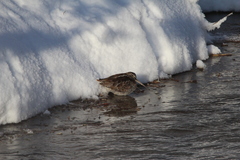 Gallinago solitaria