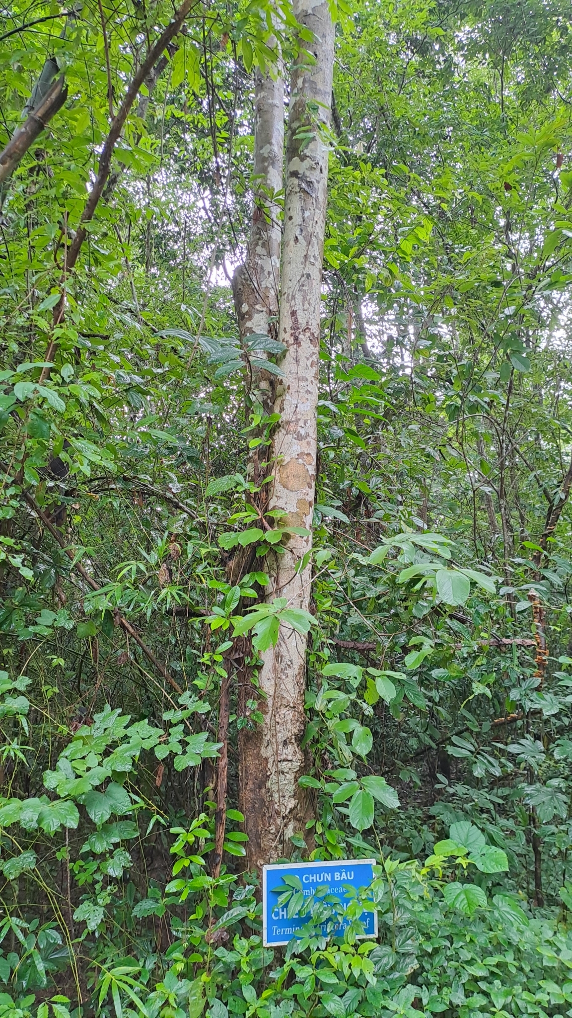 Terminalia triflora (Terminalia triflora)