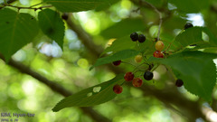 Prunus serrulata