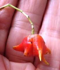 Pterocelastrus rostratus