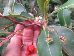 Pterocelastrus rostratus