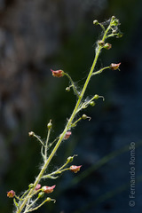 Scrophularia herminii