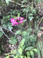 Silene dioica
